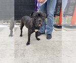 PEPPER - Female Boxer-Unknown Mix Dog for Adoption - Small photo