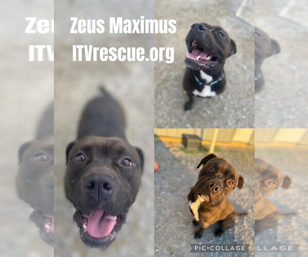 Medium Photo #2 Mutt Puppy For Sale in Evansville, IN, USA