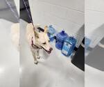 Small Labrador Retriever