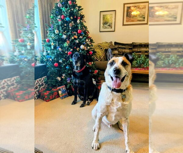 Medium Photo #8 Mutt Puppy For Sale in Rockaway, NJ, USA