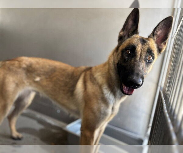 Medium Photo #2 Mutt Puppy For Sale in San Bernardino, CA, USA