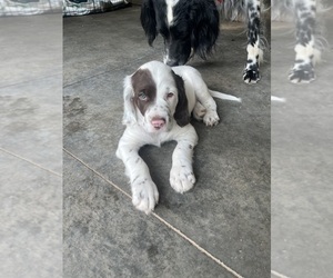 Llewellin Setter Litter for sale in ELK MOUND, WI, USA