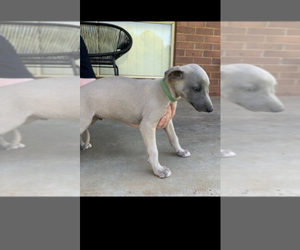 Whippet Puppy for sale in CHAPEL HILL, NC, USA