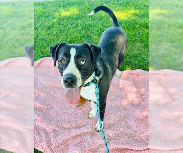 Medium Photo #3 American Pit Bull Terrier-Unknown Mix Puppy For Sale in Rancho Cucamonga, CA, USA