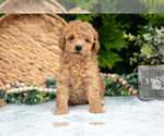 Puppy Tootsie Cavapoo