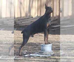 Father of the Doberman Pinscher puppies born on 04/14/2026