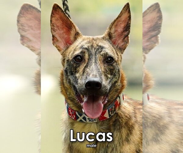 Medium Photo #1 Mutt Puppy For Sale in Seattle, WA, USA