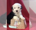 Small Photo #1 Old English Sheepdog Puppy For Sale in WAVERLY, IA, USA