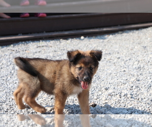 Golden Shepherd-Rottweiler Mix Puppy for sale in SHILOH, OH, USA