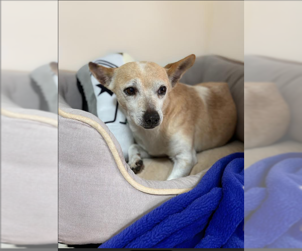 Medium Photo #1 Chihuahua-Unknown Mix Puppy For Sale in Cranston, RI, USA