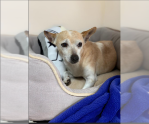 Chihuahua-Unknown Mix Dogs for adoption in Cranston, RI, USA