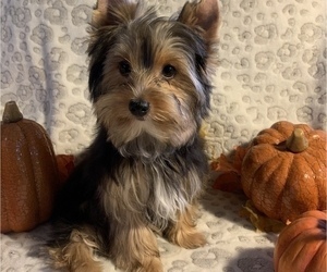Yorkshire Terrier Puppy for sale in OKLAHOMA CITY, OK, USA