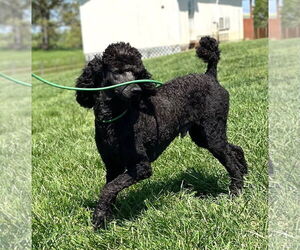 Poodle (Standard) Dogs for adoption in Pacolet, SC, USA