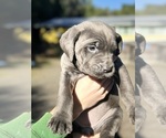 Small Photo #11 Cane Corso Puppy For Sale in SEBASTOPOL, CA, USA