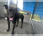 Small American Pit Bull Terrier