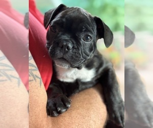 French Bulldog Puppy for sale in MUSCODA, WI, USA