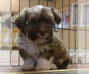 Havanese Puppy for sale in BUCHANAN, TN, USA