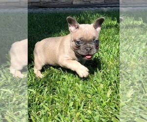 French Bulldog Puppy for sale in WHITTIER, CA, USA