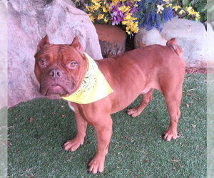 Mutt Dogs for adoption in Oklahoma City, OK, USA
