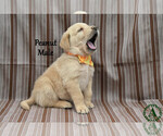 Small #1 Golden Labrador