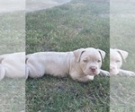 Small #6 American Bully