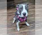 Small #2 American Staffordshire Terrier Mix