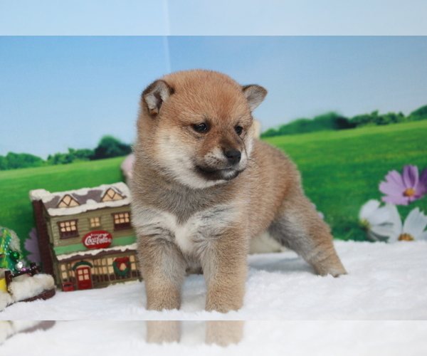 Medium Photo #8 Shiba Inu Puppy For Sale in SEATTLE, WA, USA