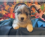 Small #2 Miniature Australian Shepherd