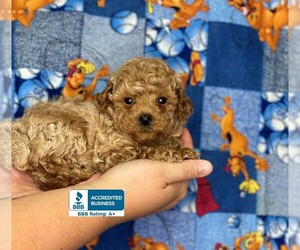 Poodle (Toy) Puppy for sale in WINNSBORO, LA, USA