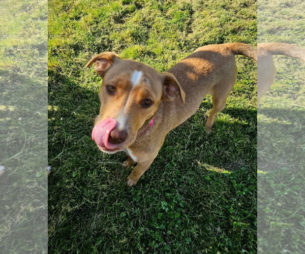 Medium Photo #4 American Pit Bull Terrier-Labrador Retriever Mix Puppy For Sale in Munford, TN, USA