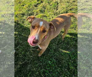 Anna - Female American Pit Bull Terrier-Labrador Retriever Mix Dog for Adoption - Photo #4