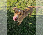 Small #3 American Pit Bull Terrier-Labrador Retriever Mix