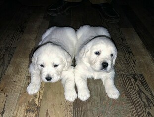 Golden Retriever Puppy for sale in FAIRPORT, NY, USA