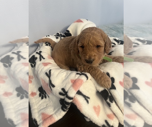 Medium Photo #25 Goldendoodle (Miniature) Puppy For Sale in LOVES PARK, IL, USA