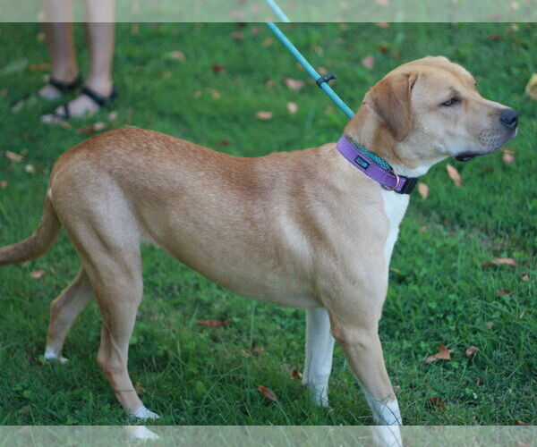 Medium Photo #6 Mastiff-Redbone Coonhound Mix Puppy For Sale in Cookeville, TN, USA