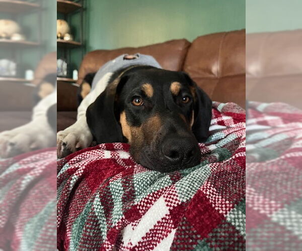 Medium Photo #2 Mutt Puppy For Sale in Minneapolis, MN, USA