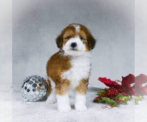 Bernedoodle-Poodle (Miniature) Mix Puppy for sale in DALTON, OH, USA