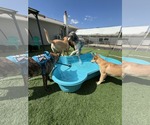 Small #9 German Shepherd Dog Mix