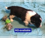 Small Photo #6 Cowboy Corgi Puppy For Sale in SUMMERVILLE, GA, USA