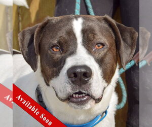 Labrenees Dogs for adoption in Huntley, IL, USA