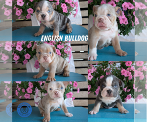 English Bulldog Litter for sale in GOSHEN, IN, USA