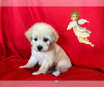 Small #4 Maltipoo