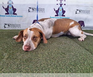 Beagle-Unknown Mix Dogs for adoption in Orlando, FL, USA