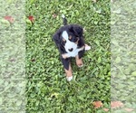 Puppy Puppy 5 Bernese Mountain Dog