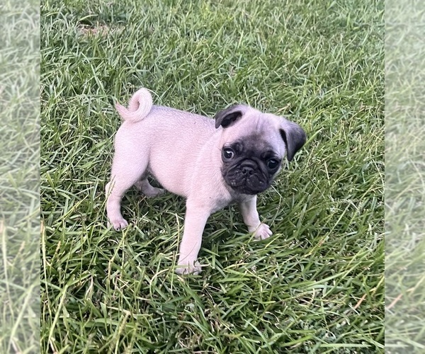 Medium Photo #2 Pug Puppy For Sale in MOSELLE, MS, USA