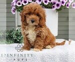 Small #2 Goldendoodle (Miniature)