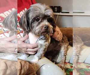 Lhasa Apso Dogs for adoption in Lee's Summit, MO, USA