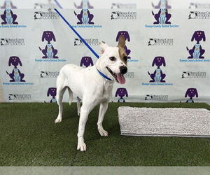 Mutt Dogs for adoption in Orlando, FL, USA