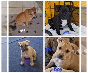 American Pit Bull Terrier-Staffordshire Bull Terrier Mix Puppy for sale in GARLAND, TX, USA