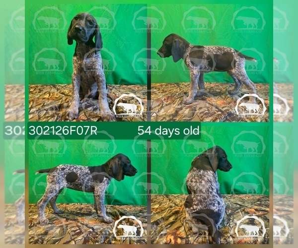 Medium Photo #2 German Shorthaired Pointer Puppy For Sale in MOYIE SPRINGS, ID, USA